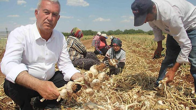 Meşhur araban sarımsağında hasat zamanı