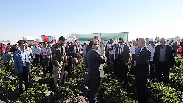 Mezopotamya Çilek Bahçesi'nde tarla günü etkinliği