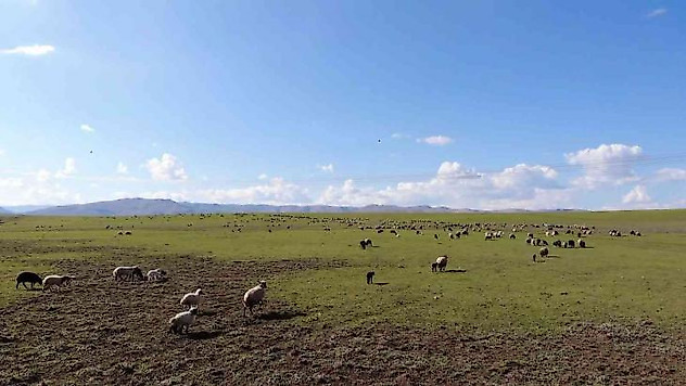 Muş, bölgenin hayvancılık merkezi haline geliyor