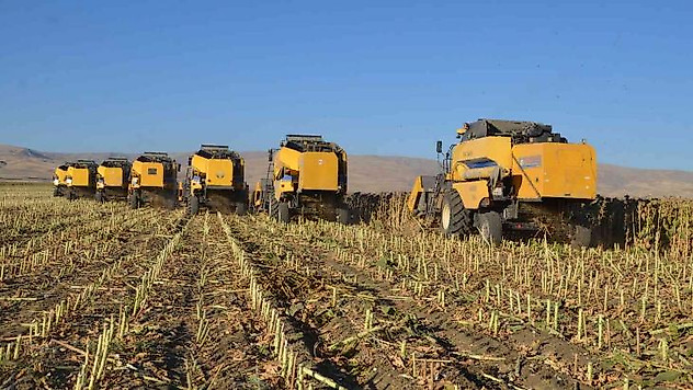 Muş Ovası'nda ayçiçeği hasadı
