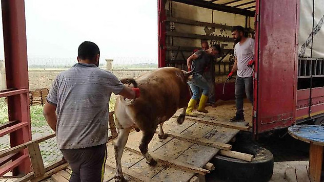 Muş'tan batı illerine kurbanlık sevkiyatı başladı