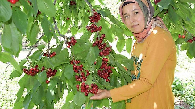 Napolyon türü kirazlar üreticinin yüzünü güldürüyor
