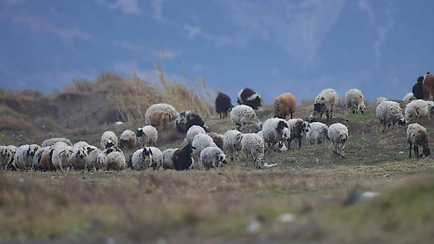 Nesli tehlike altında olan kum zambakları tahrip edildi