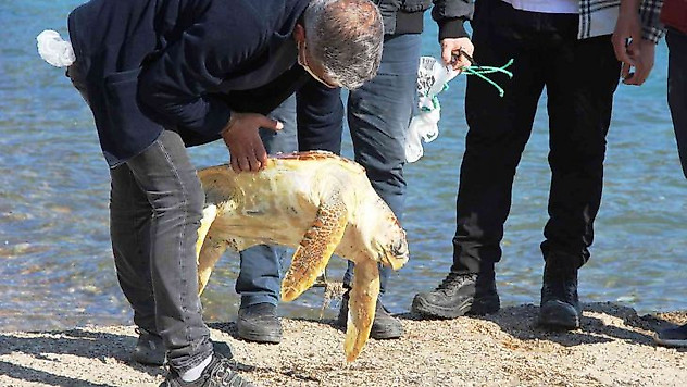 Ölü caretta caretayı görenler şoke oldu