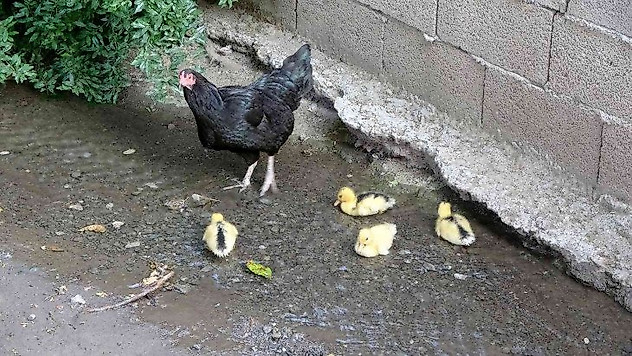 Ördek yavrularına annelik yapan tavuk