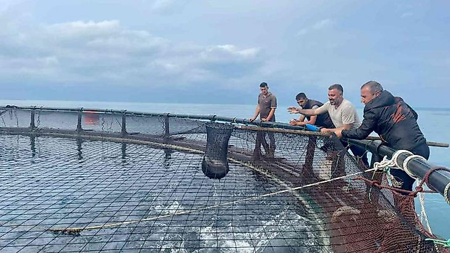 Ordu'dan Rusya'ya ve Japonya'ya Türk somonu