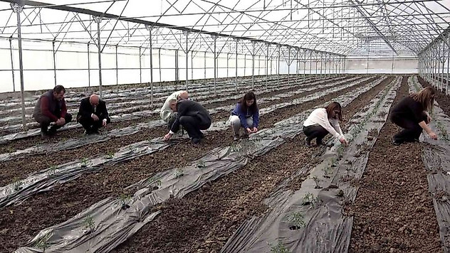 Örtü altı domates fideleri toprakla buluştu