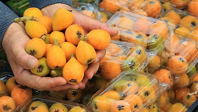 Örtü altında 'yenidünya' hasadı başladı... Kilosu 200 TL'den satıldı
