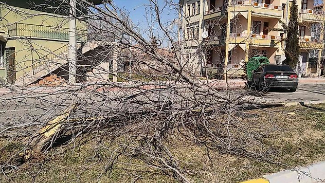 Otomobil refüjdeki ağacı söküp karşı şeritteki çöp konteynerine çarptı