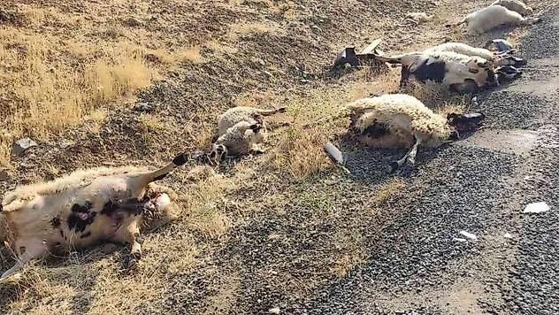 Otomobil sürüye daldı: 12 koyun telef oldu