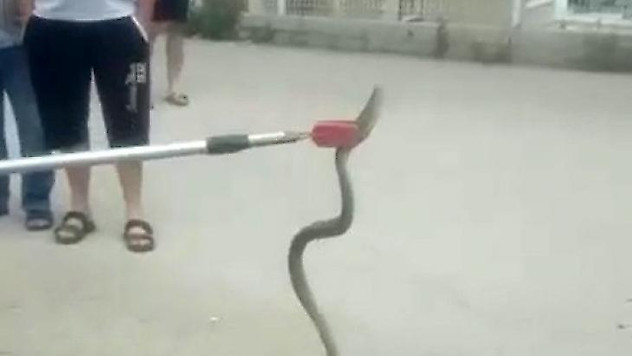 Otomobilin altına giren yılan mahalleliyi korkuttu