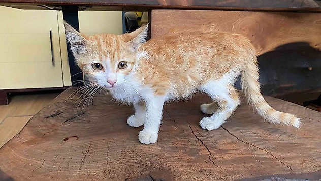 Otomobilin çarptığı kedi yaşam savaşı veriyor, ameliyat olmazsa hayatını kaybedecek