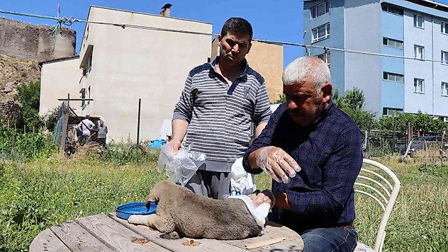Otomobilin çarptığı yavru köpeğe vatandaş sahip çıktı