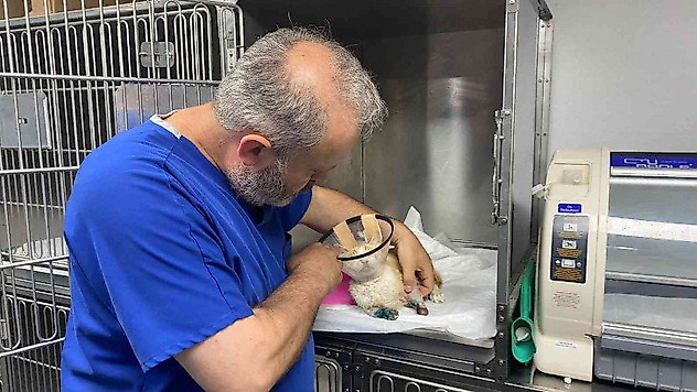 Otomobilin ezmesi sonucu 1 patisini kaybeden kedi, yoğun bakımda yaşam savaşı veriyor