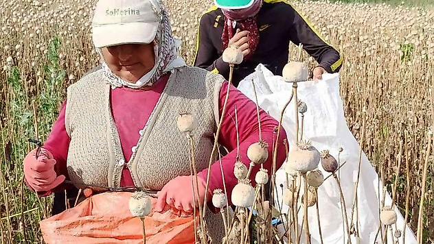 (ÖZEL) Afyonkarahisar'da haşhaş hasadı başladı