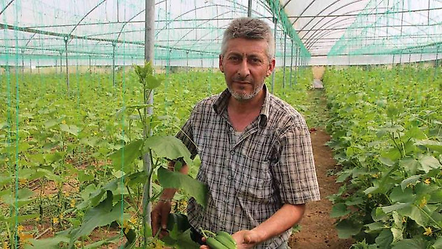 (ÖZEL) Salatalık tarlada 2, pazarda 5, marketlerde 7 ile 10 lira arası