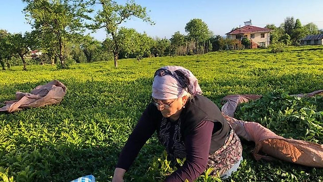 Özel sektör çay alımında ÇAYKUR'u solladı