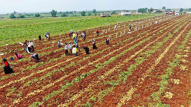 Patates, 9 liralık fiyatıyla üreticisini güldürdü