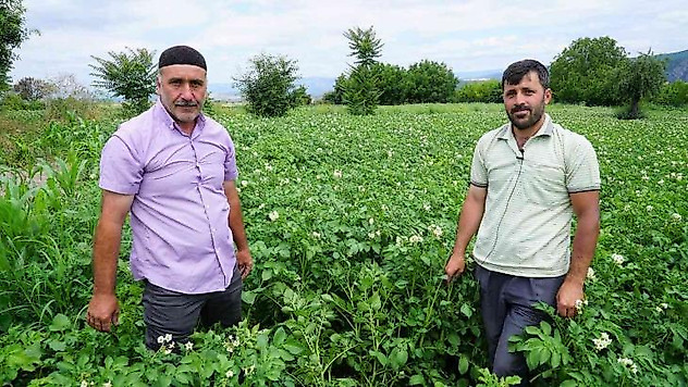 Patates üretiminde yüzde 20 artış