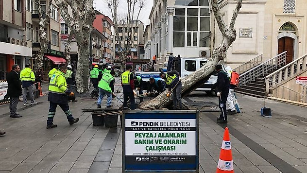 Pendik'te yarım asırlık çınar ağaçlarına baştan aşağı bakım