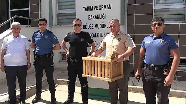 Polis, annesiz kalan iki yavru kargaya sahip çıktı
