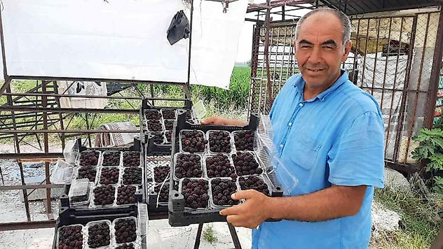 Sadece 5 dekardan 25 günde 300 bin lira kazanıyor