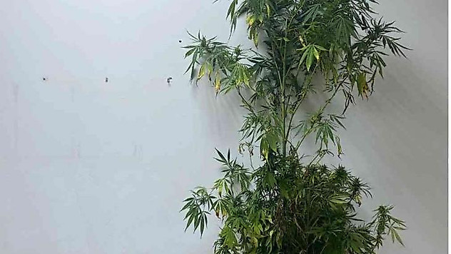 Sakarya'da 3 kilogram esrar ele geçirildi: 1 gözaltı