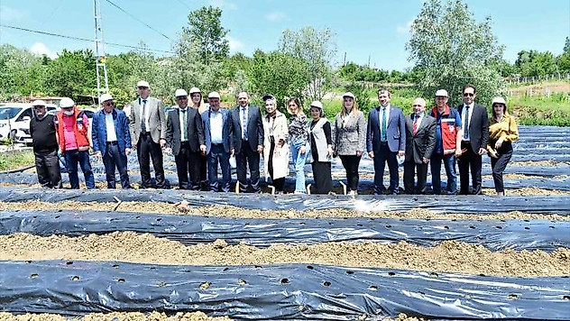 Samsun'da 500 bin çilek fidesi, 11 bin 880 aronya fidanı dağıtıldı