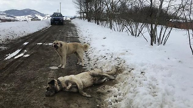 Samsun'da kangal cinsi köpek tüfekle öldürüldü