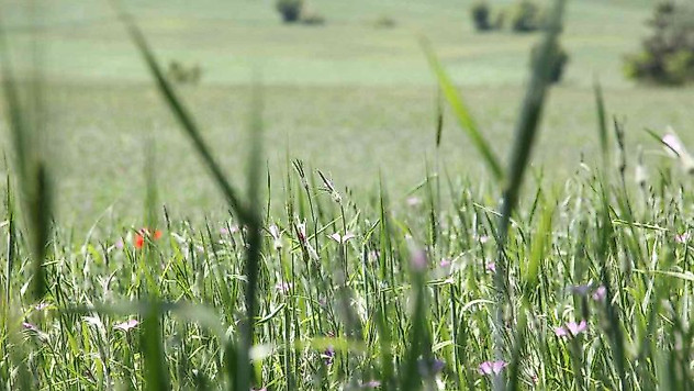 Samsun'un kaba yem ihtiyacı 1,2 milyon ton