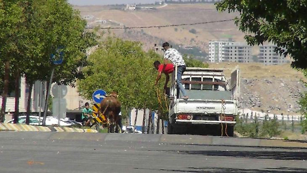 Şanlıurfa'da kaçan kurbanlıklar trafikte zor anlar yaşattı