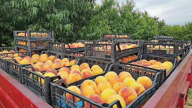 Şeftalinin suyu çıktı, dalında 3, tezgahta 10 TL