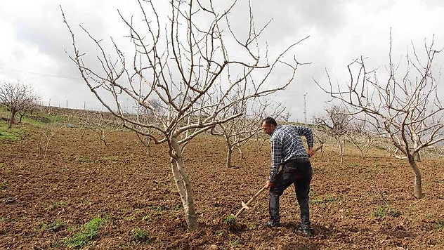 Siirt fıstığında yüksek verim beklentisi