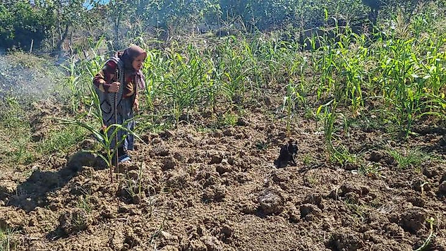 Sinop'ta kuru otları tutuşturan vatandaş az daha köyü yakıyordu