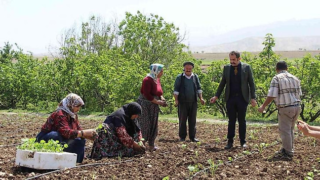 Şırnak'ta atıl durumdaki araziler üretimle değerleniyor