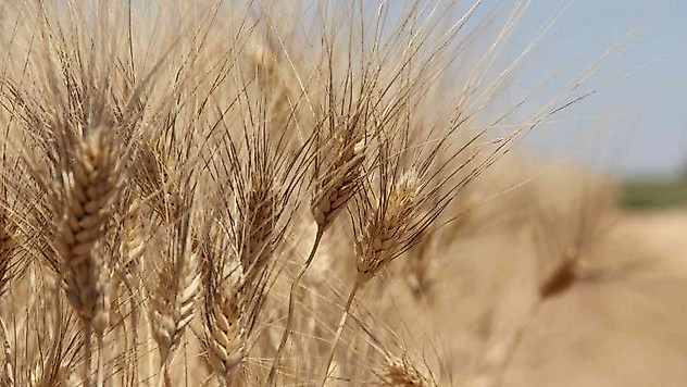 Tahıl ambarı Konya Ovası'nda beklenen rekolte artışı çıktı