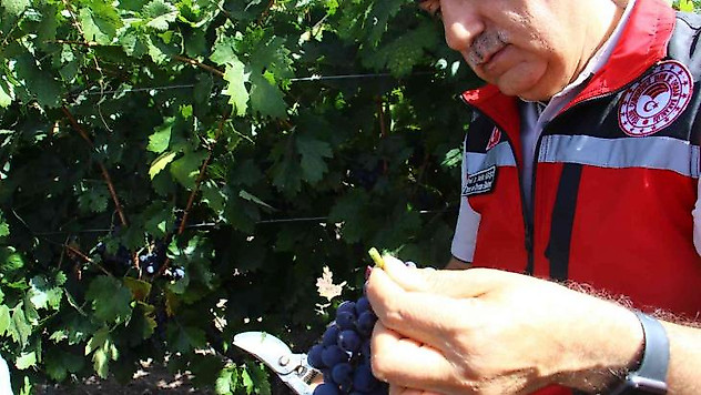 Tarım ve Orman Bakanı Kirişci 12. Uluslararası Kalecik Karası Üzüm Festivali'ne katıldı