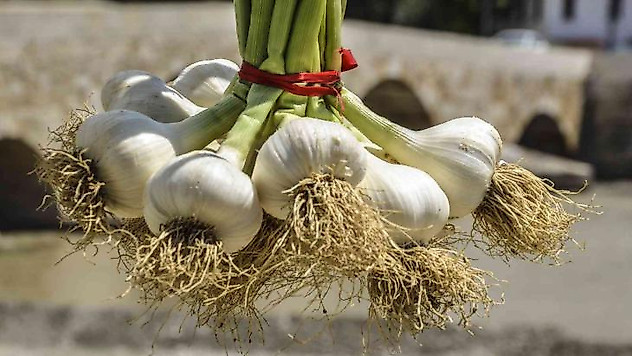 Taşköprü sarımsağı 39 TL'lik kilogram fiyatı ile alıcı buldu