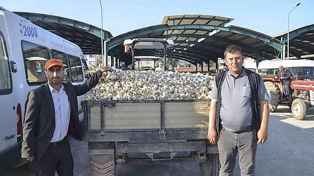 Taşköprü sarımsağı bu yıl üreticisinin yüzünü güldürüyor