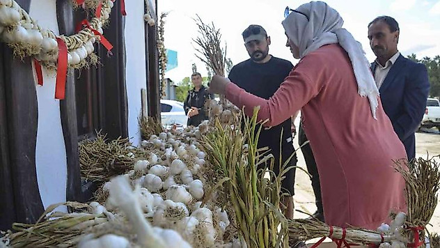 Taşköprü sarımsağına kooperatif desteği