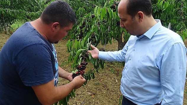 Tekirdağ'da kiraz hasadı devam ediyor
