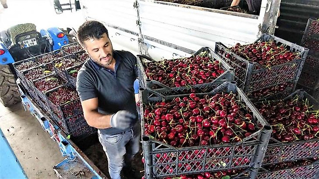 Tokat'ta ihraçlık kirazda yüzde 100 rekolte artışı