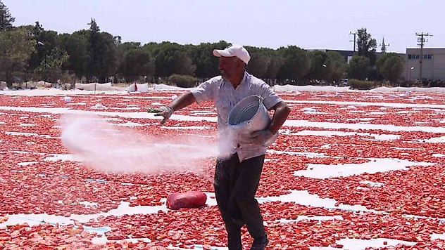 Torbalı'nın 'kırmızı altınları' serildi