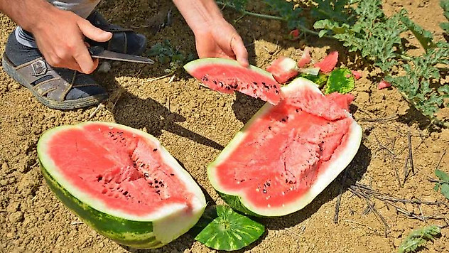 Turizm merkezinde üretilen karpuz Diyarbakır ve Adana'ya rakip oldu