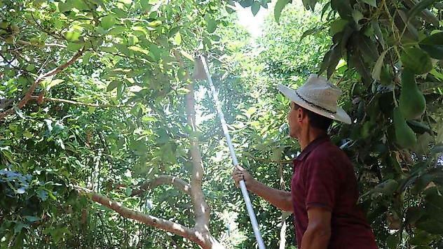 Türkiye'nin yüzde 70 avokado üretimi yapılan Alanya'da hasat heyecanı