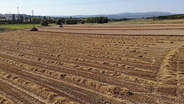 Üniversitenin arazisine buğday ektiler, 400 ton hasat yaptılar