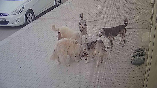 Van'da 5 köpek kediyi parçalayarak öldürdü