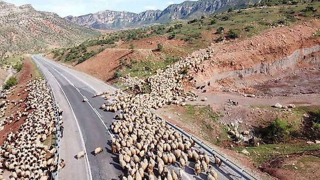 Yağışlar otlak alanlarını arttırdı, peynir fiyatlarının düşmesi bekleniyor