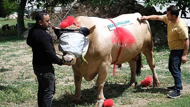 Yaklaşık 2 ton ağırlığındaki tosun, 120 bin liradan satışa çıktı