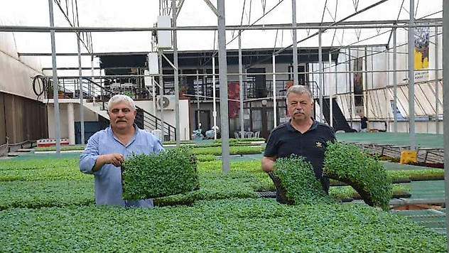 Yalova Ziraat Odası'ndan çiftçiye 250 bin yerli fide